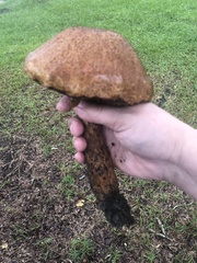 Leccinellum crocipodium