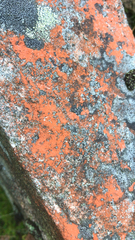 Trentepohlia aurea