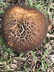 Leccinellum crocipodium