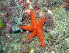 Fromia polypora