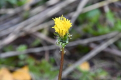 Taraxacum ceratophorum