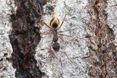 Dolichoderus extensispinus