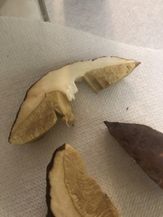 Leccinellum crocipodium