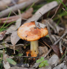 Amanita xanthocephala