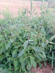 Ocimum