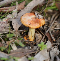 Amanita xanthocephala