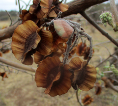 Combretum