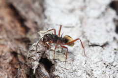 Dolichoderus extensispinus