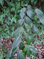 Celtis tetrandra