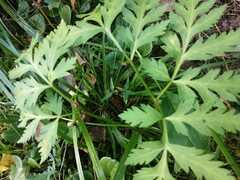 Pleurospermum uralense