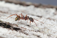 Dolichoderus extensispinus