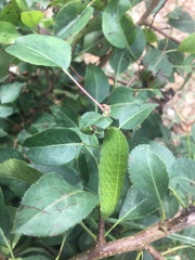 Iphiclides podalirius