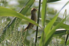 Acrocephalus scirpaceus