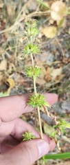 Galeopsis