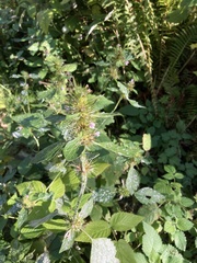 Galeopsis