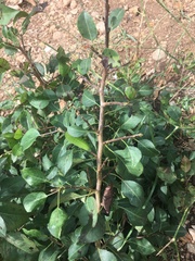 Iphiclides podalirius