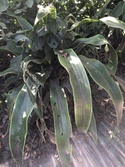 Dracaena aletriformis