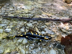 Salamandra salamandra