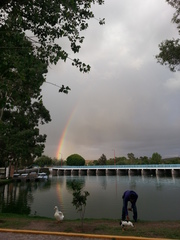 Anas platyrhynchos domesticus