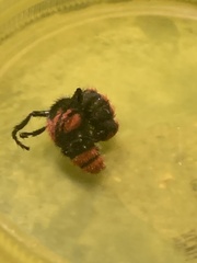 Dasymutilla occidentalis