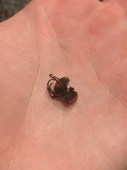 Dasymutilla occidentalis
