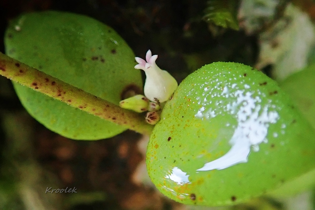 Dischidia albida (Dischidia albida)