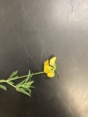 Lotus corniculatus