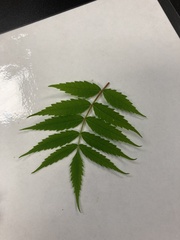 Sorbaria sorbifolia
