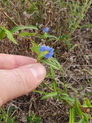 Commelina erecta