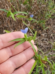 Commelina erecta