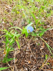 Commelina erecta