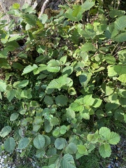 Betulaceae