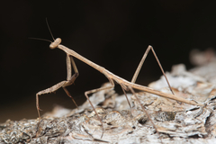 Archimantis