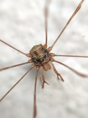 Dicranopalpus ramosus