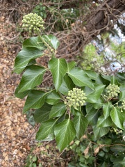 Hedera helix