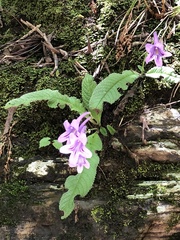 Streptocarpus cyaneus