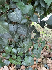 Hedera helix