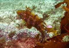 Heteroscarus acroptilus