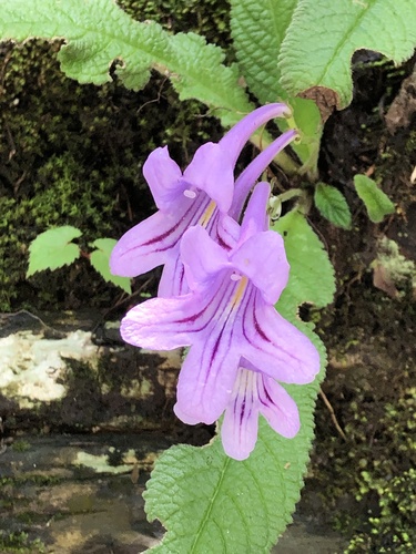 Streptocarpus cyaneus ssp. longi-tommii
