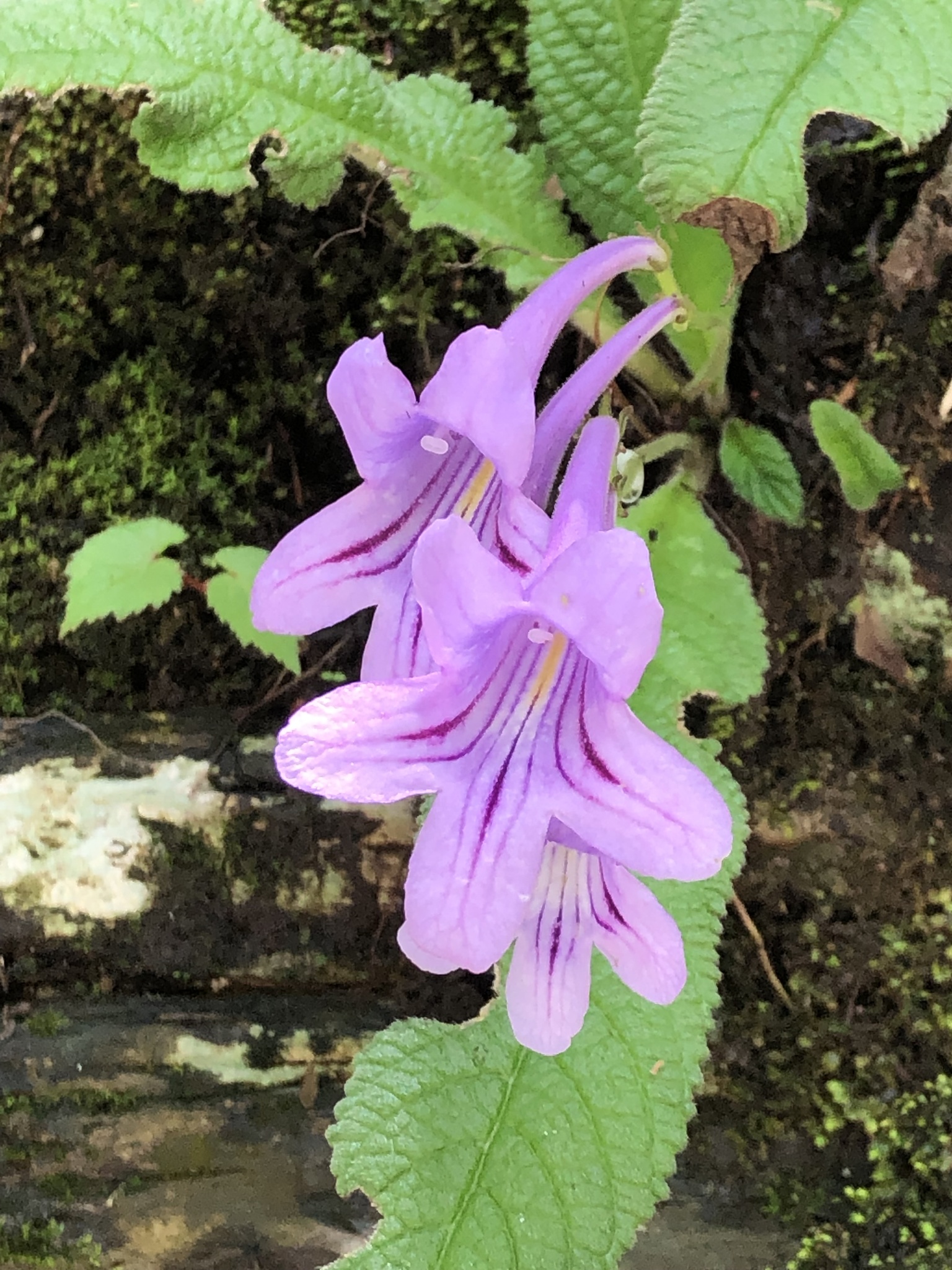 Streptocarpus cyaneus ssp. longi-tommii