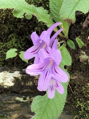 Streptocarpus cyaneus