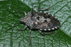 Rhaphigaster nebulosa