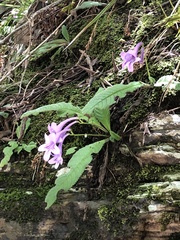 Streptocarpus cyaneus