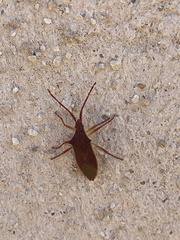 Gonocerus insidiator