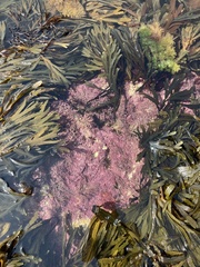 Corallina officinalis