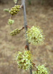 Combretum