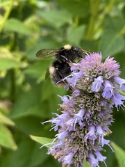 Bombus pratorum