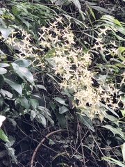 Clematis chinensis