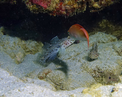 Fusigobius maximus