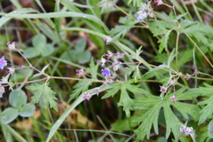 Geranium pseudosibiricum